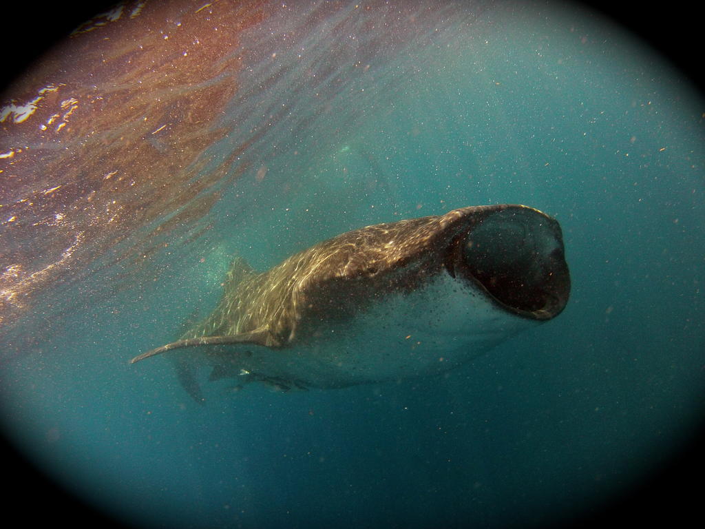 Sea Hawk